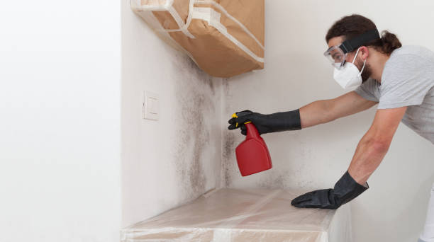 Professional Basement Mold Remediation technician working in Warrington, PA